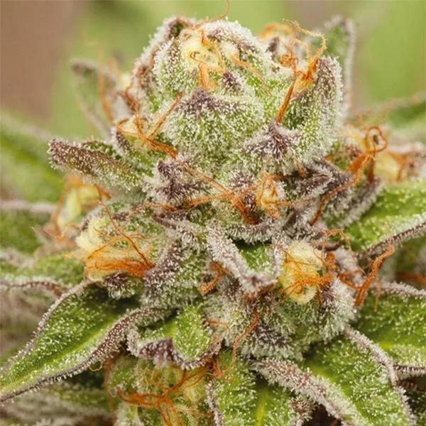 Pure Gelato