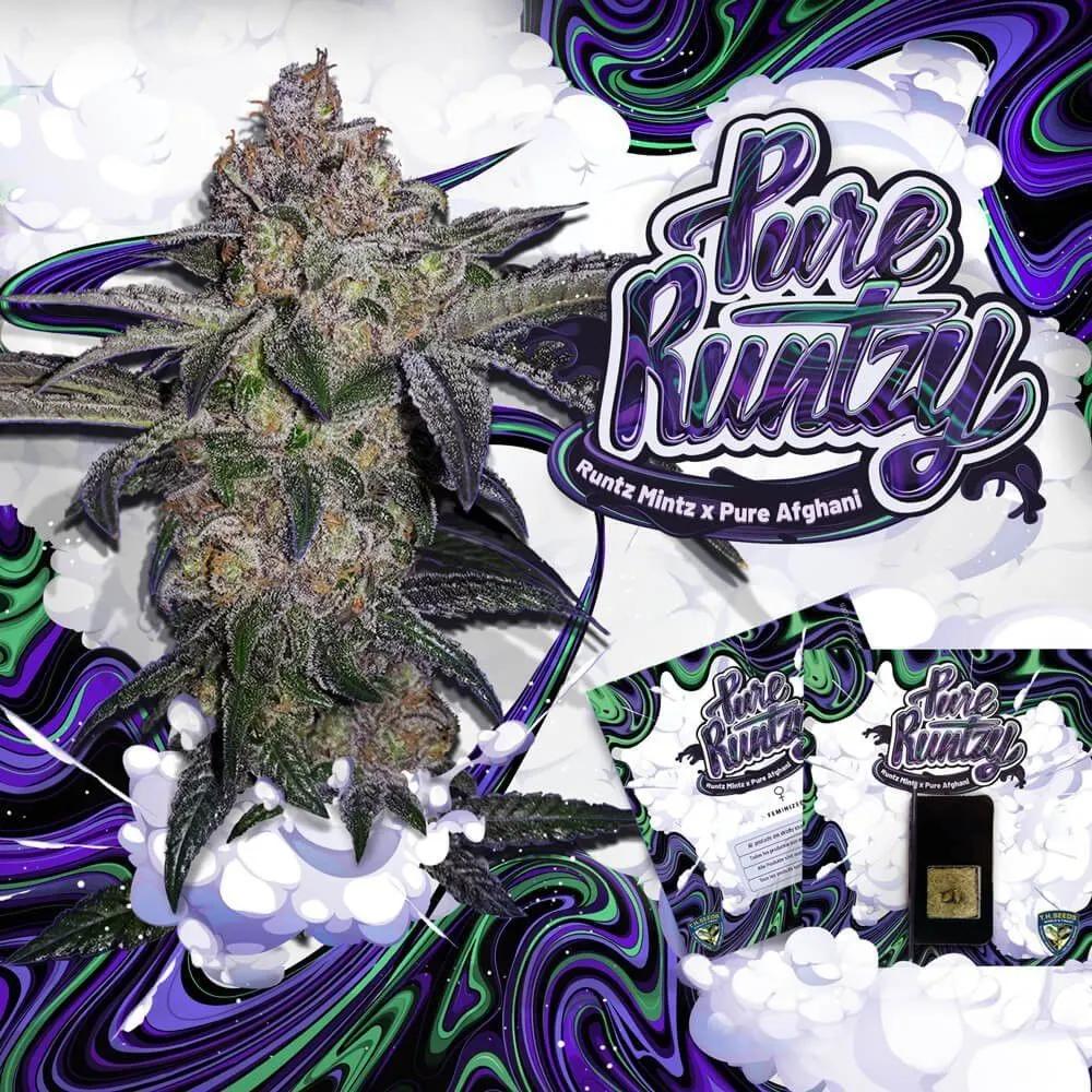 Pure Runtzy (T.H.Seeds)