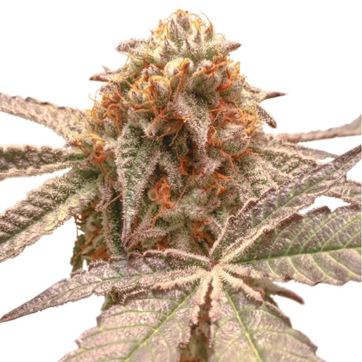 Purple OG Punch