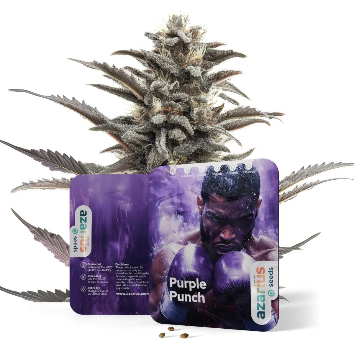 Purple Punch Auto