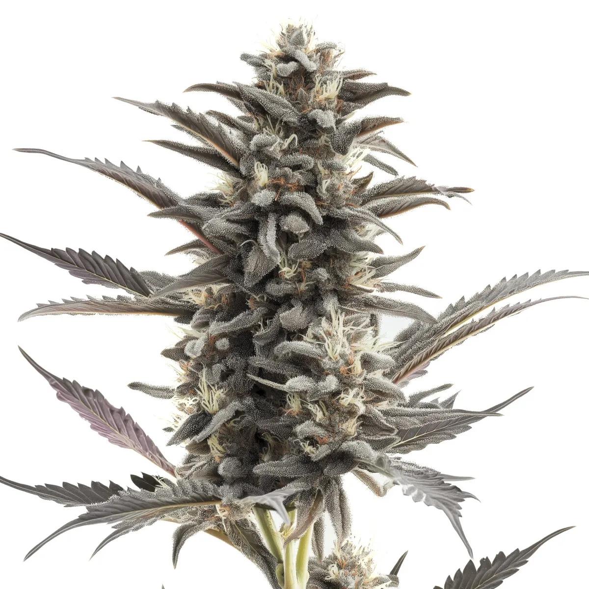 Purple Punch Auto