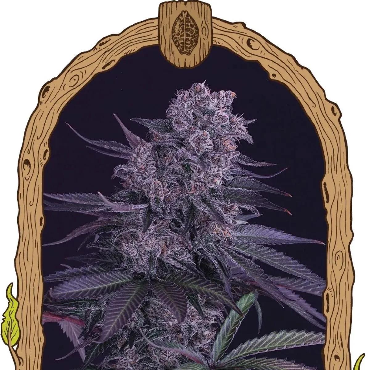Quick Black Lemon (Exotic Seed)