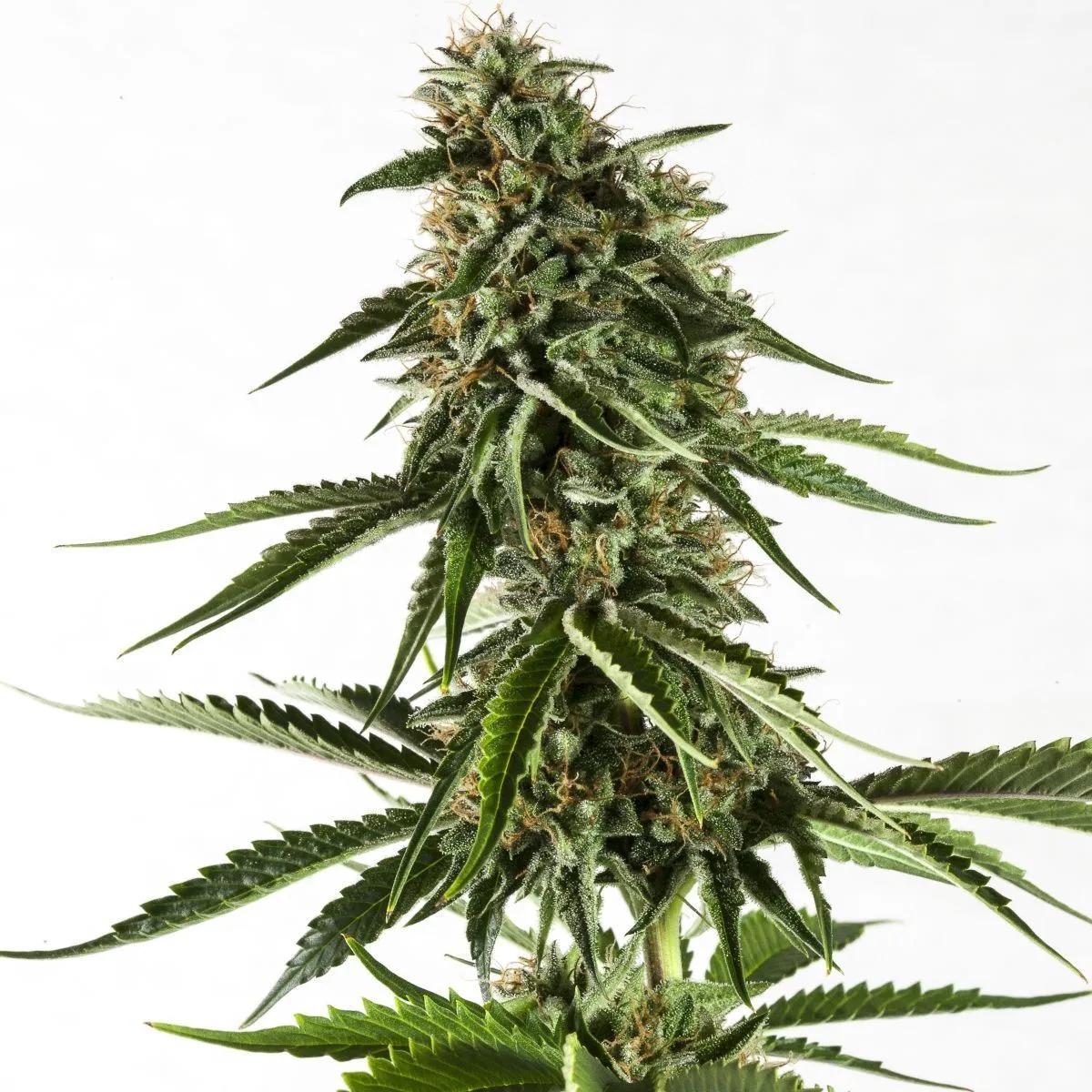 Rainbow Sherbet #11