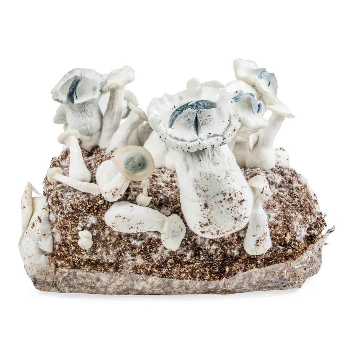 Saco Ready-2-Grow 'APE'