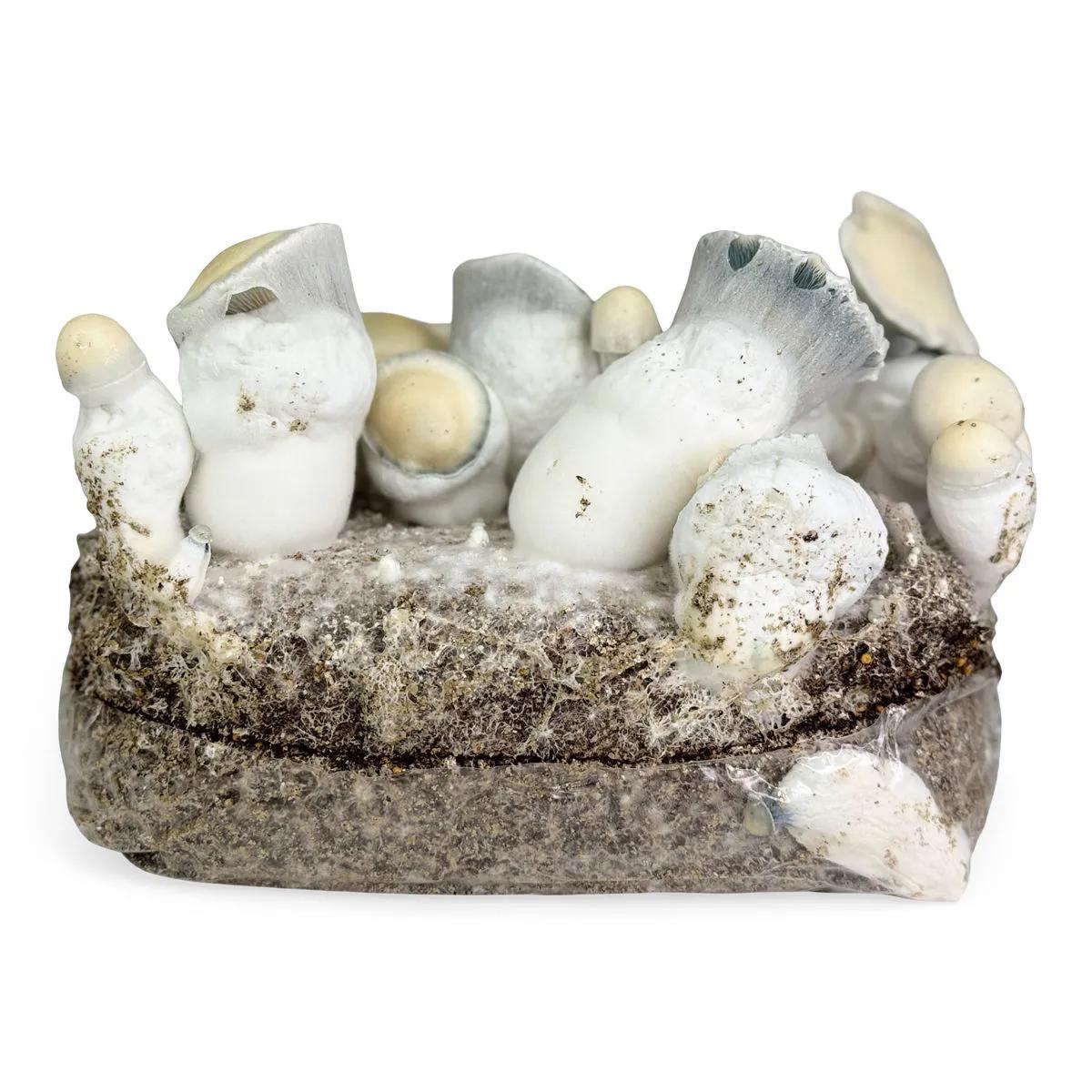 Kit de Cultivo Ready-2-Grow 'Jack Rabbit'