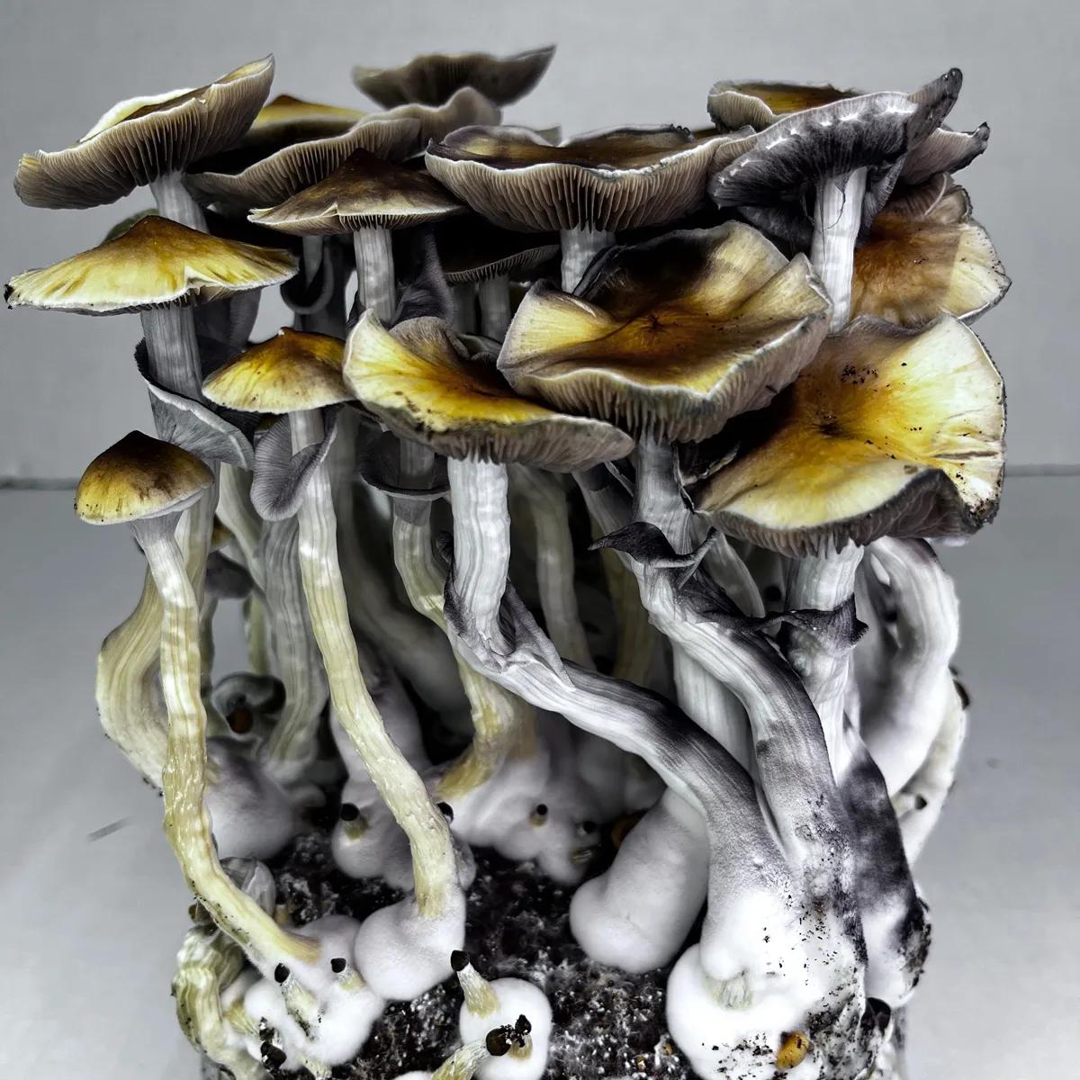 Saco Ready-2-Grow 'McKennaii'