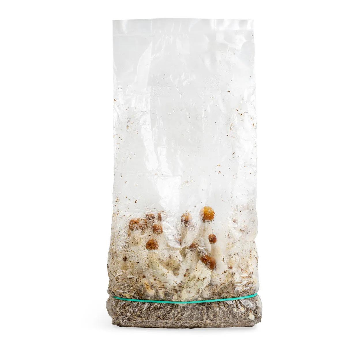 Saco de cultivo Ready-2-Grow 'MVP'