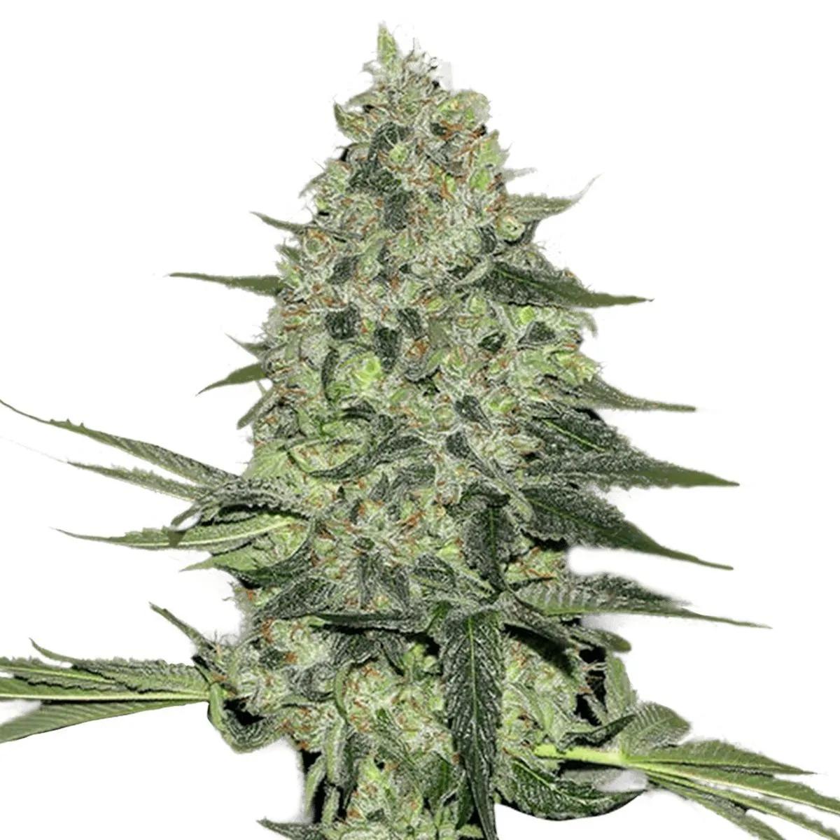 Rhino Ryder Auto
