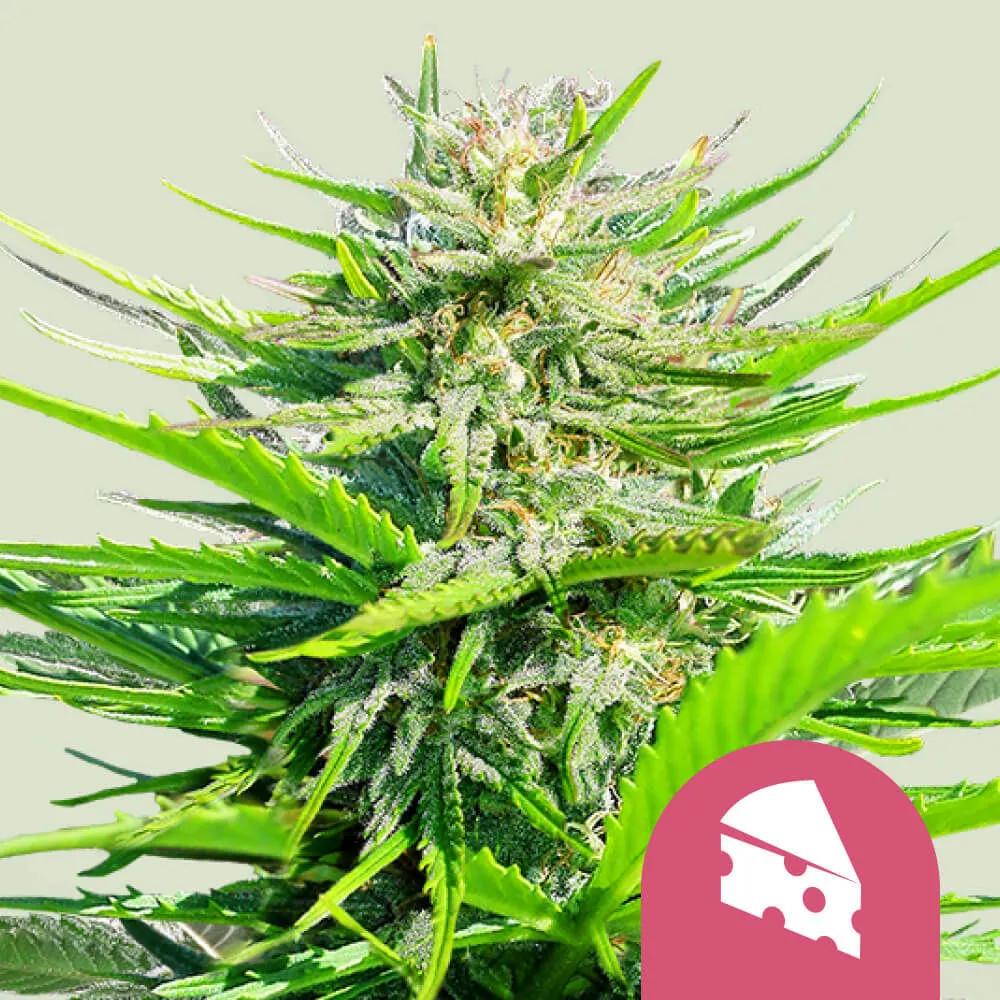 Royal Cheese - Fast Flowering