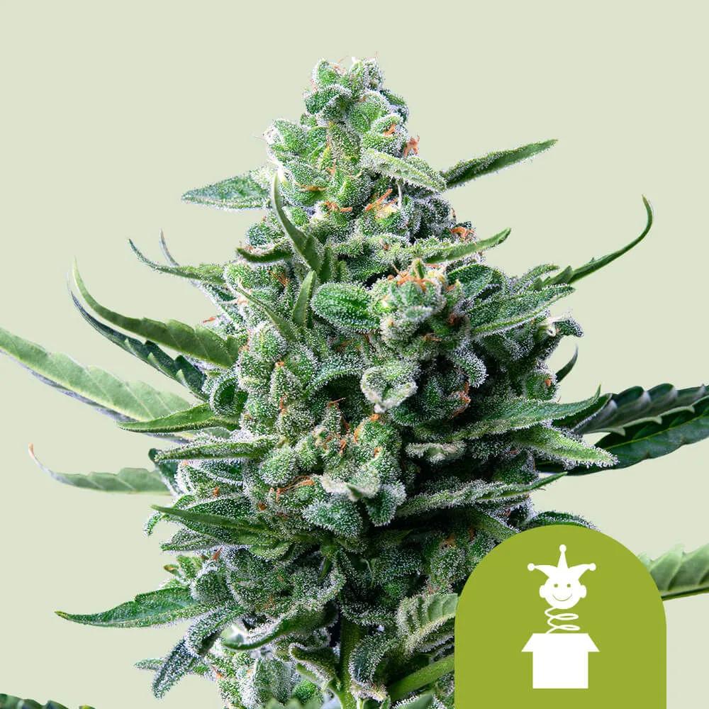 Royal Jack Autoflower