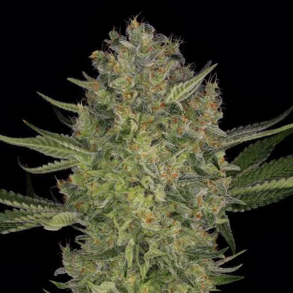 Serious Kush