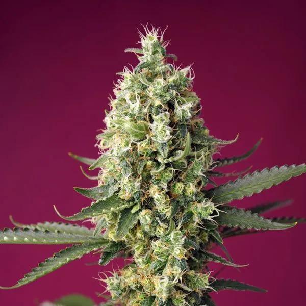 Skywalker OG Runtz XL