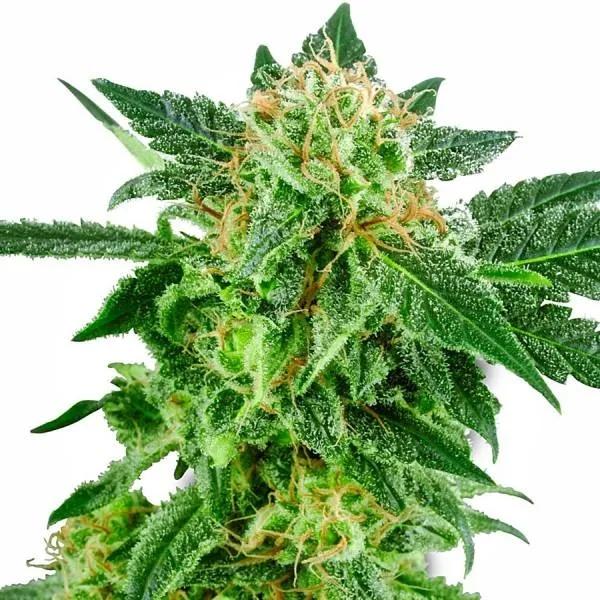 Snow Ryder Autoflower