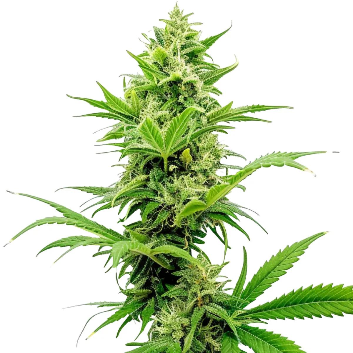 Sour Diesel Auto