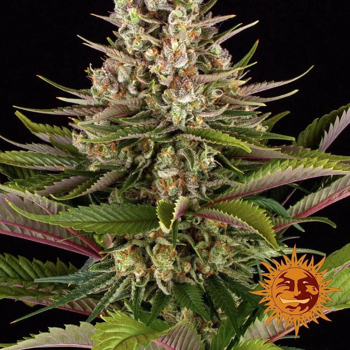 Sour Strawberry