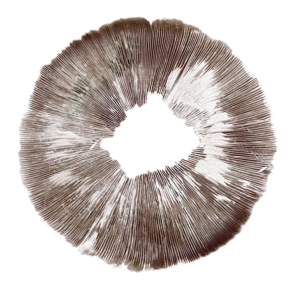 Impressão de esporos Psilocybe cubensis Amazonas