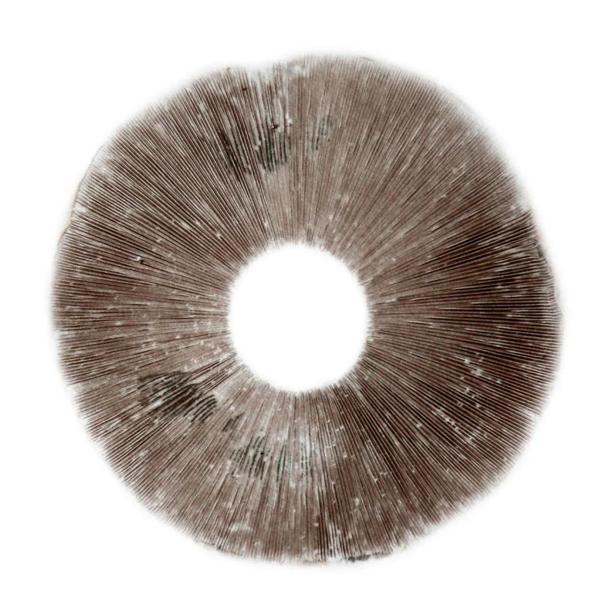 Impressão de Esporos Psilocybe Cubensis B+
