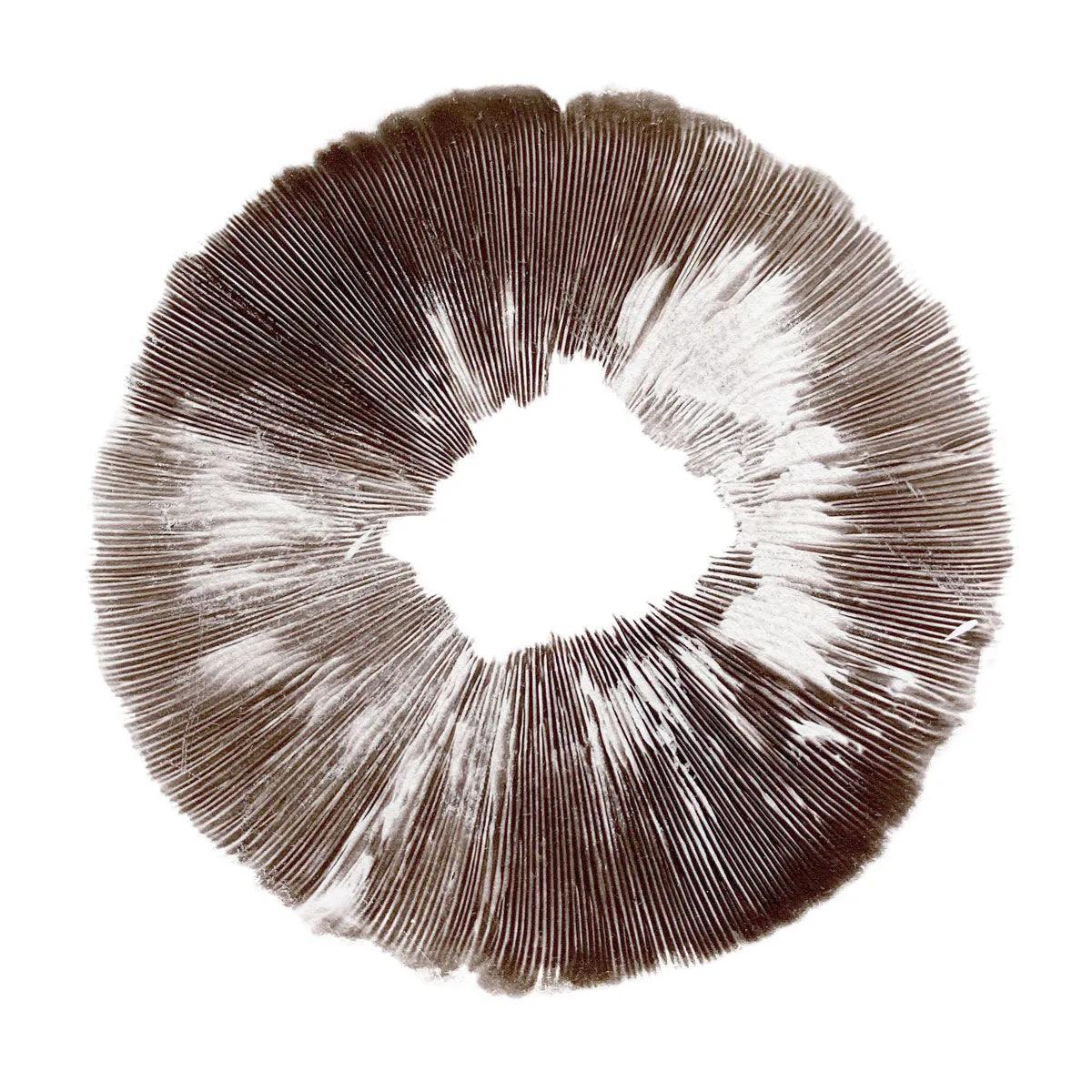 Impressão de esporos Psilocybe cubensis McKennaii