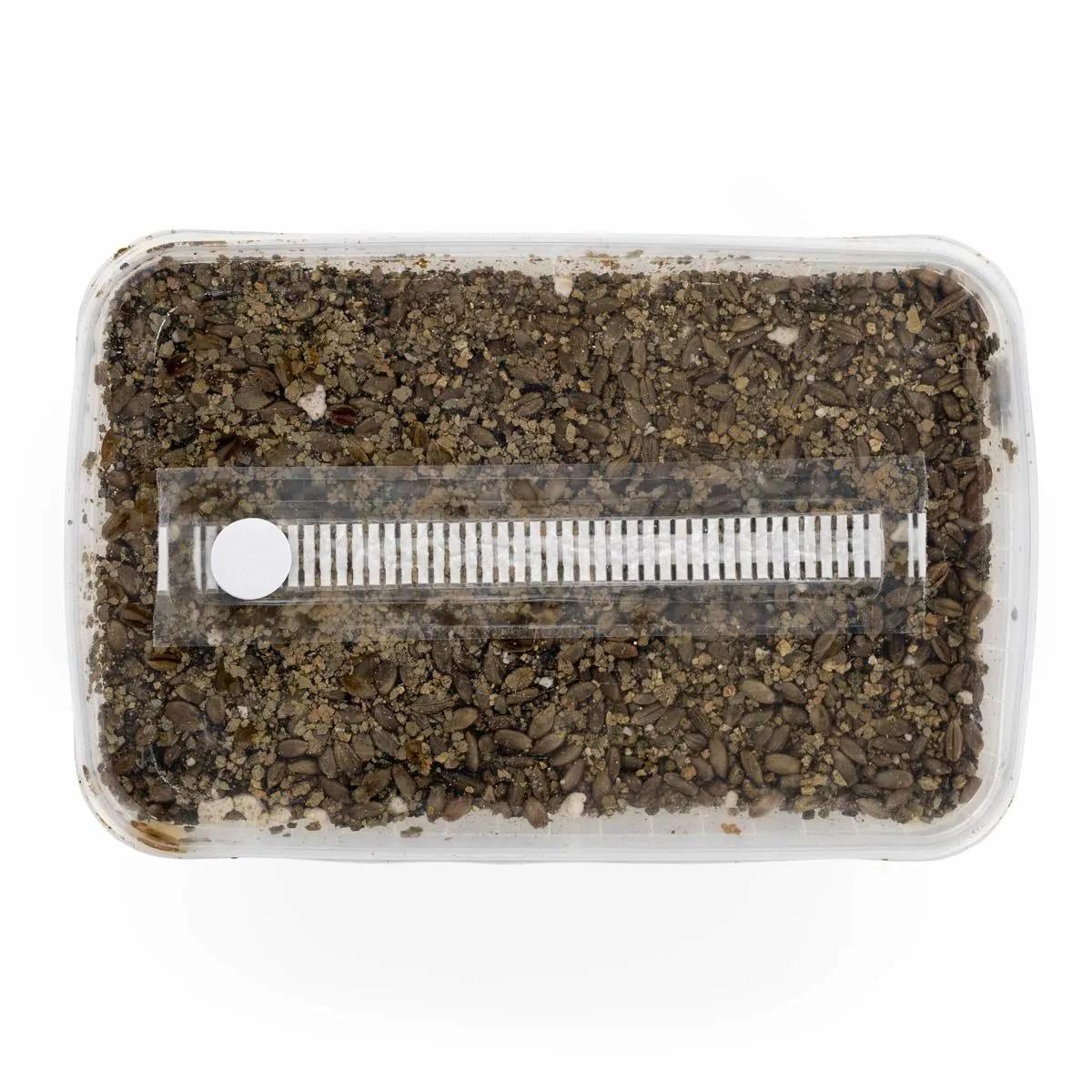 Kit de Substrato Esterilizado