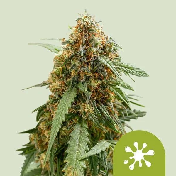 Sticky Queen