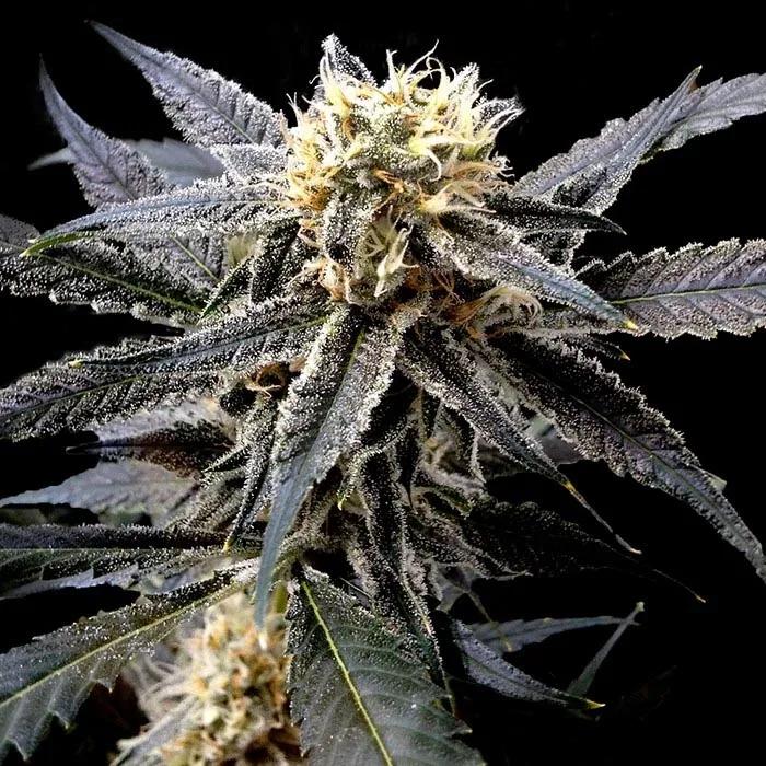 Strawberry Banana