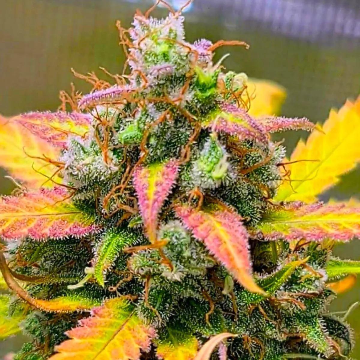 Strawberry Banana