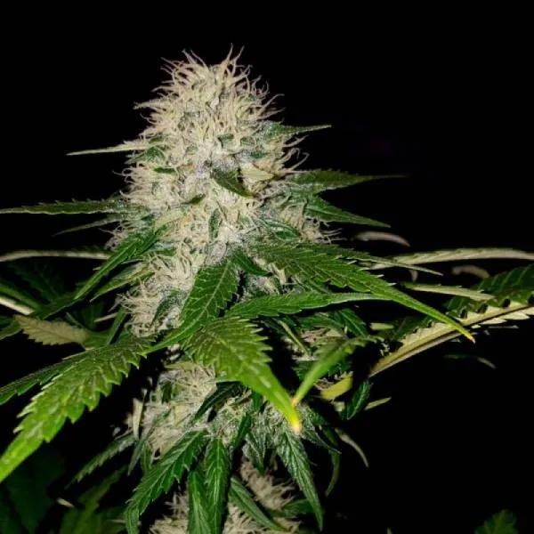 Sumo's OG Kush