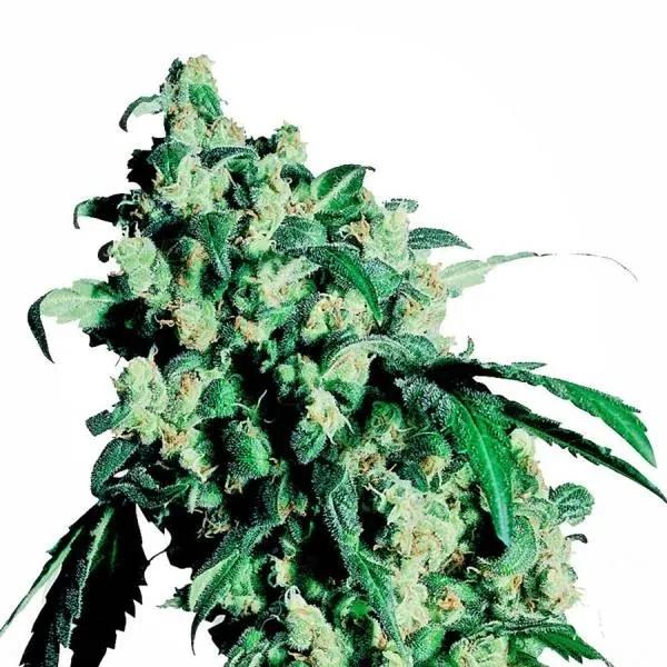 Super Skunk