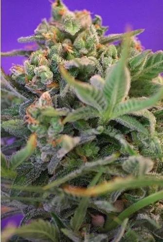 Sweet Cheese