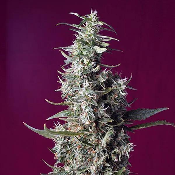 Sweet Cherry Pie