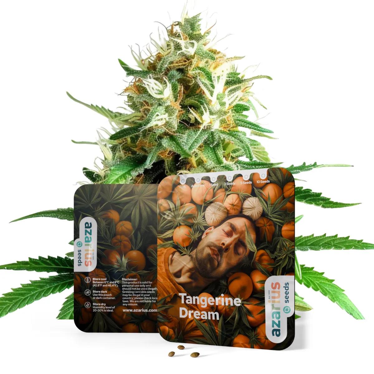 Tangerine Dream Auto