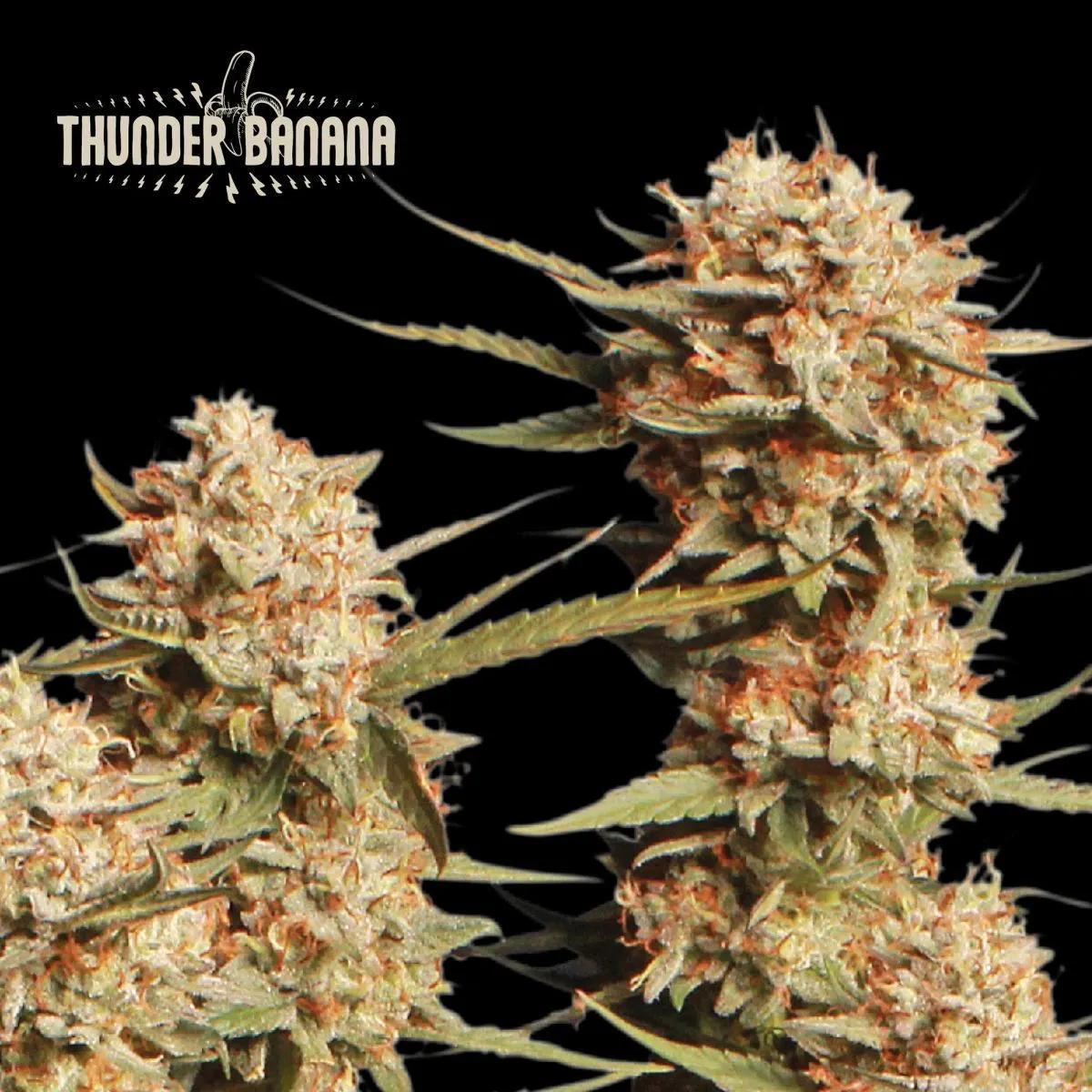 Thunder Banana Auto (Seedstockers)