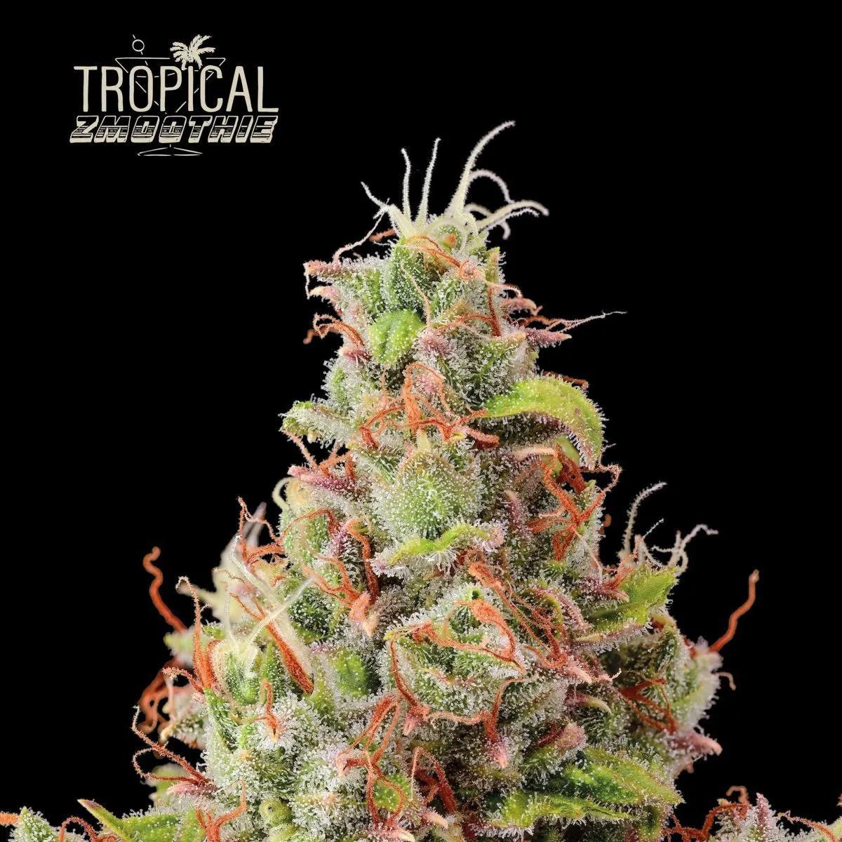 Tropical Zmoothie Auto (Seedstockers)