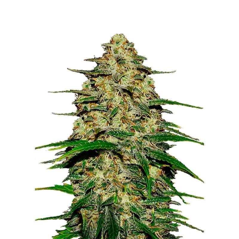 Wedding Cheesecake Auto