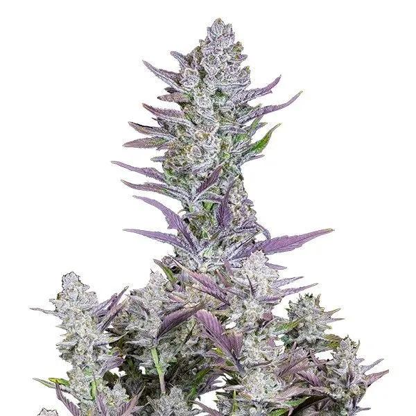 Wedding Glue