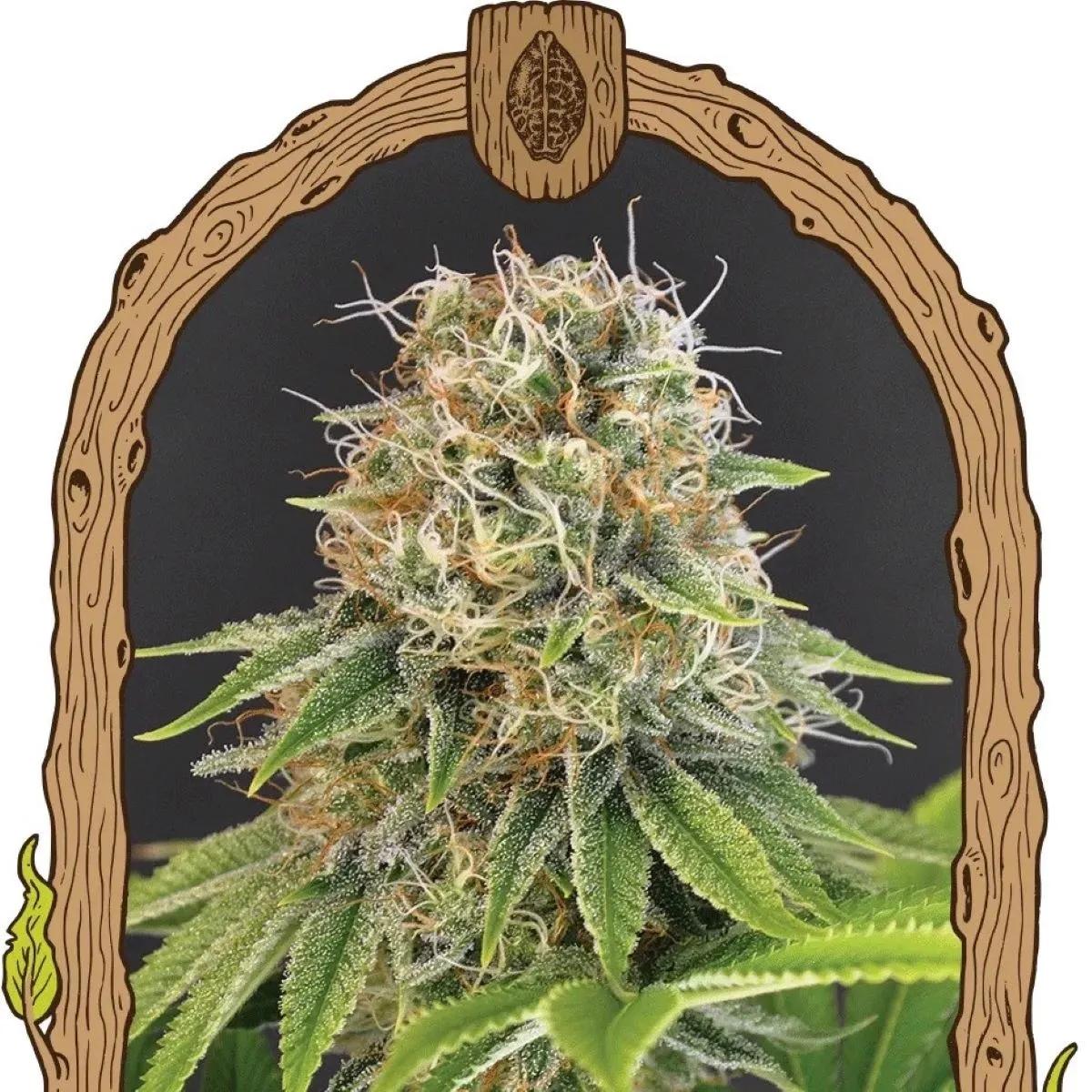 Wedding Monkey (Exotic Seed)