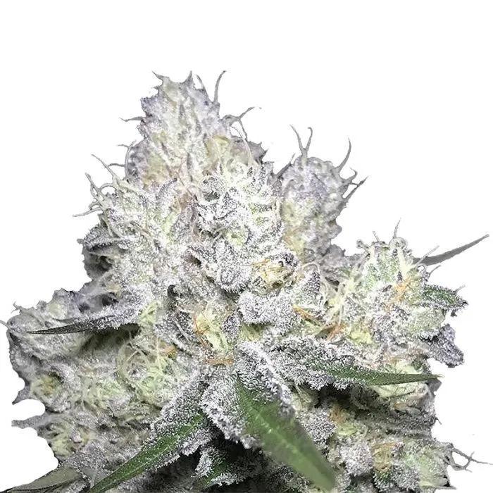 Weddingcake x Frosty Gelato