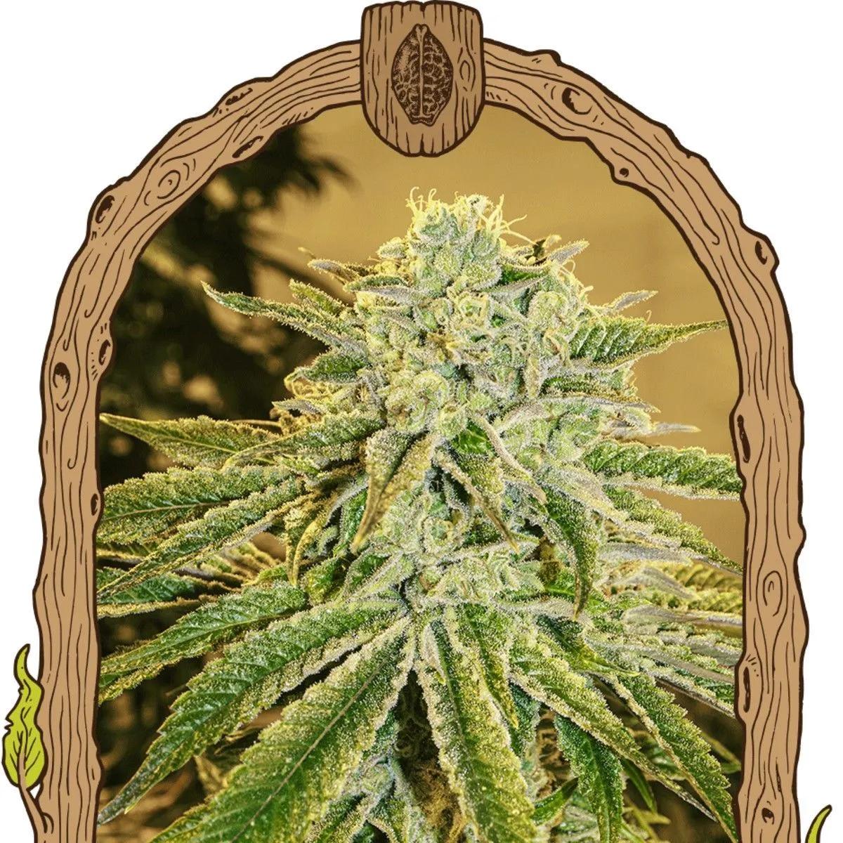White Banana Auto (Exotic Seed)