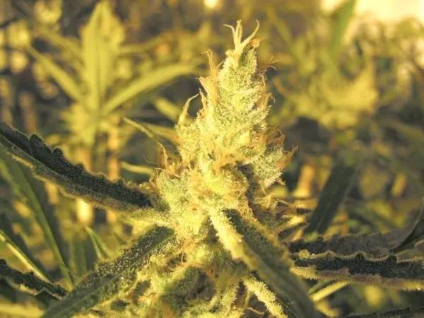 Y Griega CBD