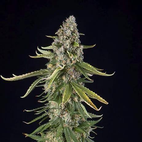 Zkittlez