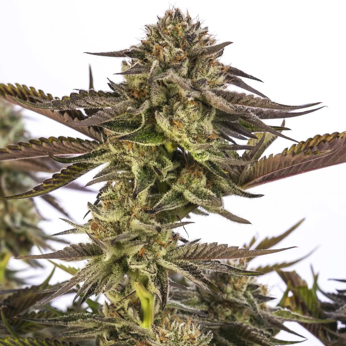 Zombie Kush