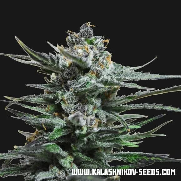 Acid Blue Auto
