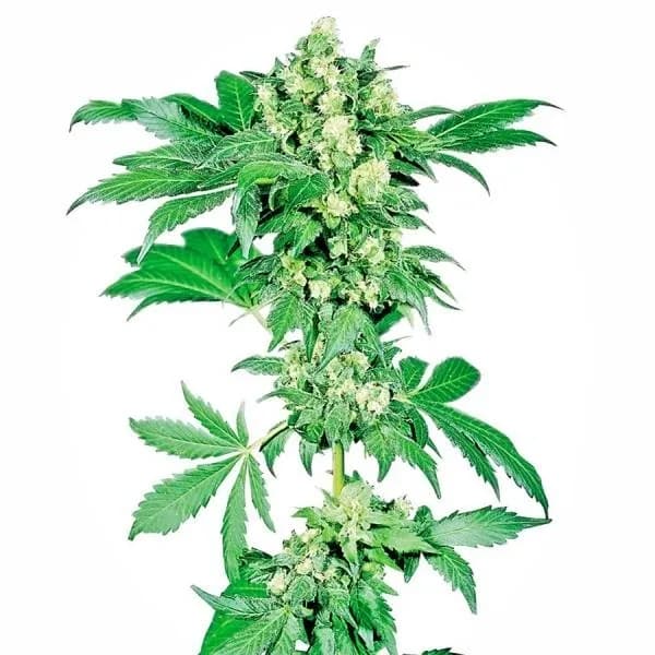 Afghani 1