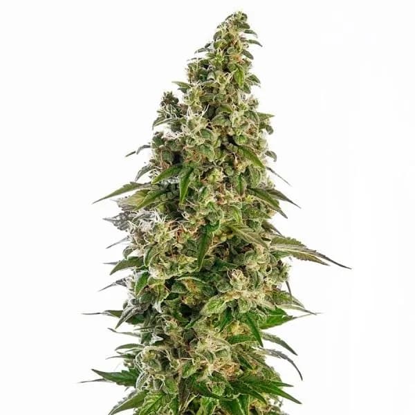 Afghani 1 Autoflower
