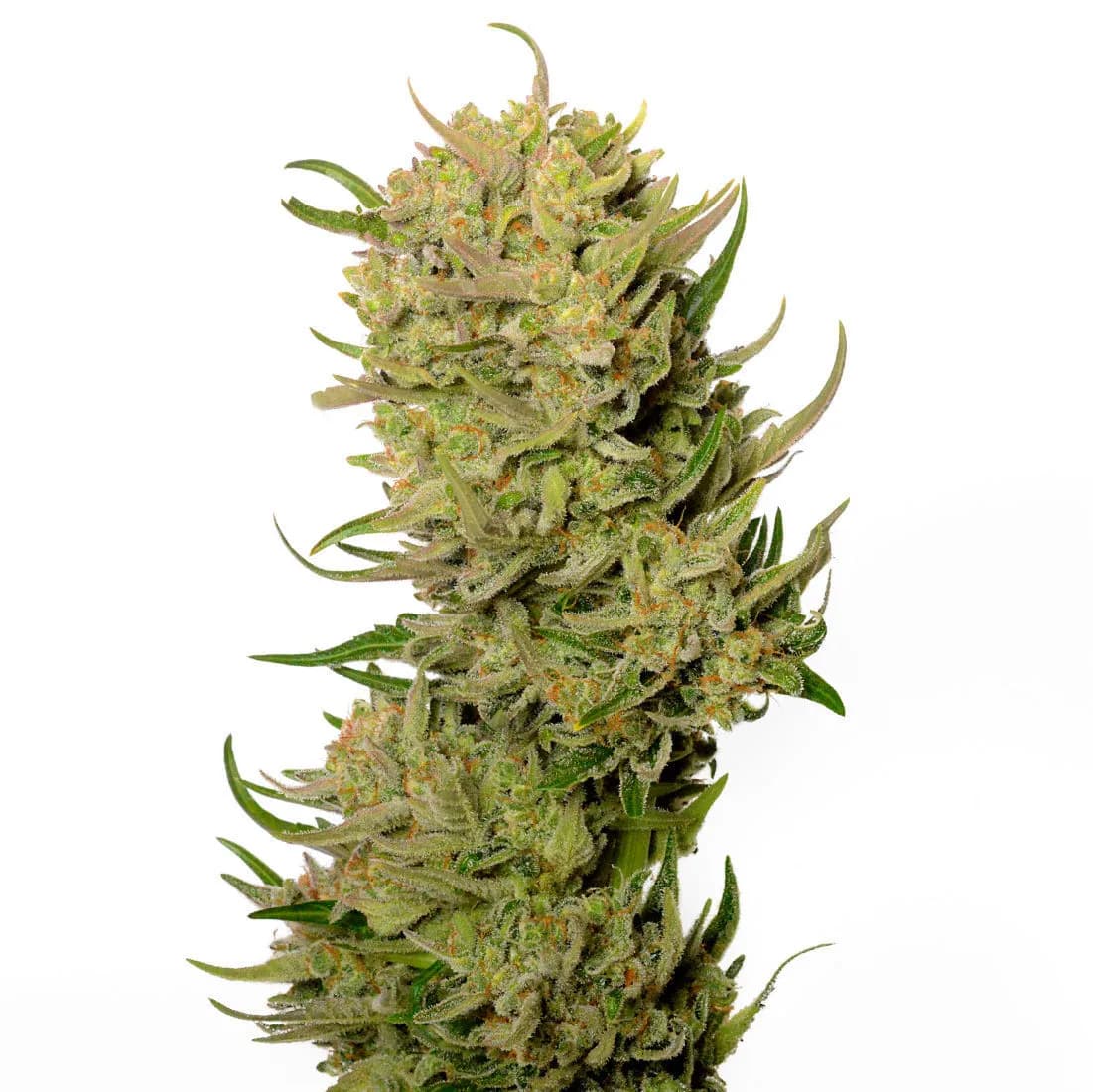 AK-020 Autoflower