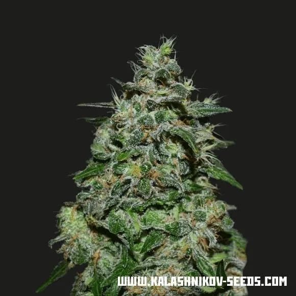 AK Kush Express