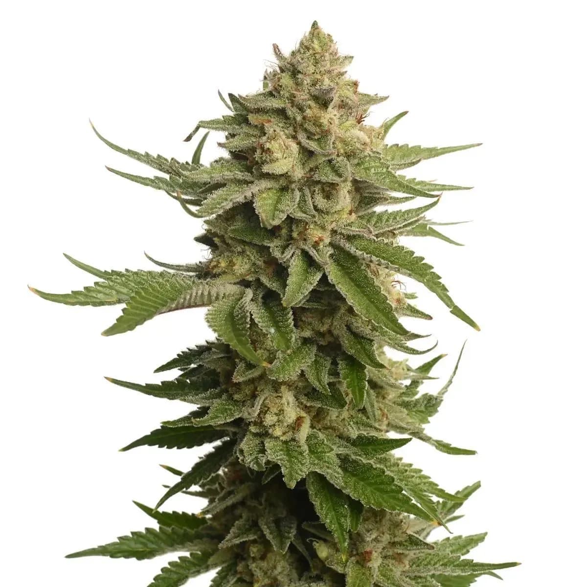 AK-OG Kush