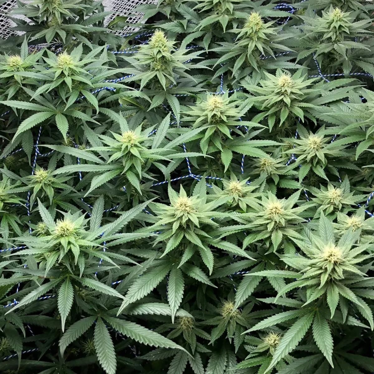 Amazing Haze