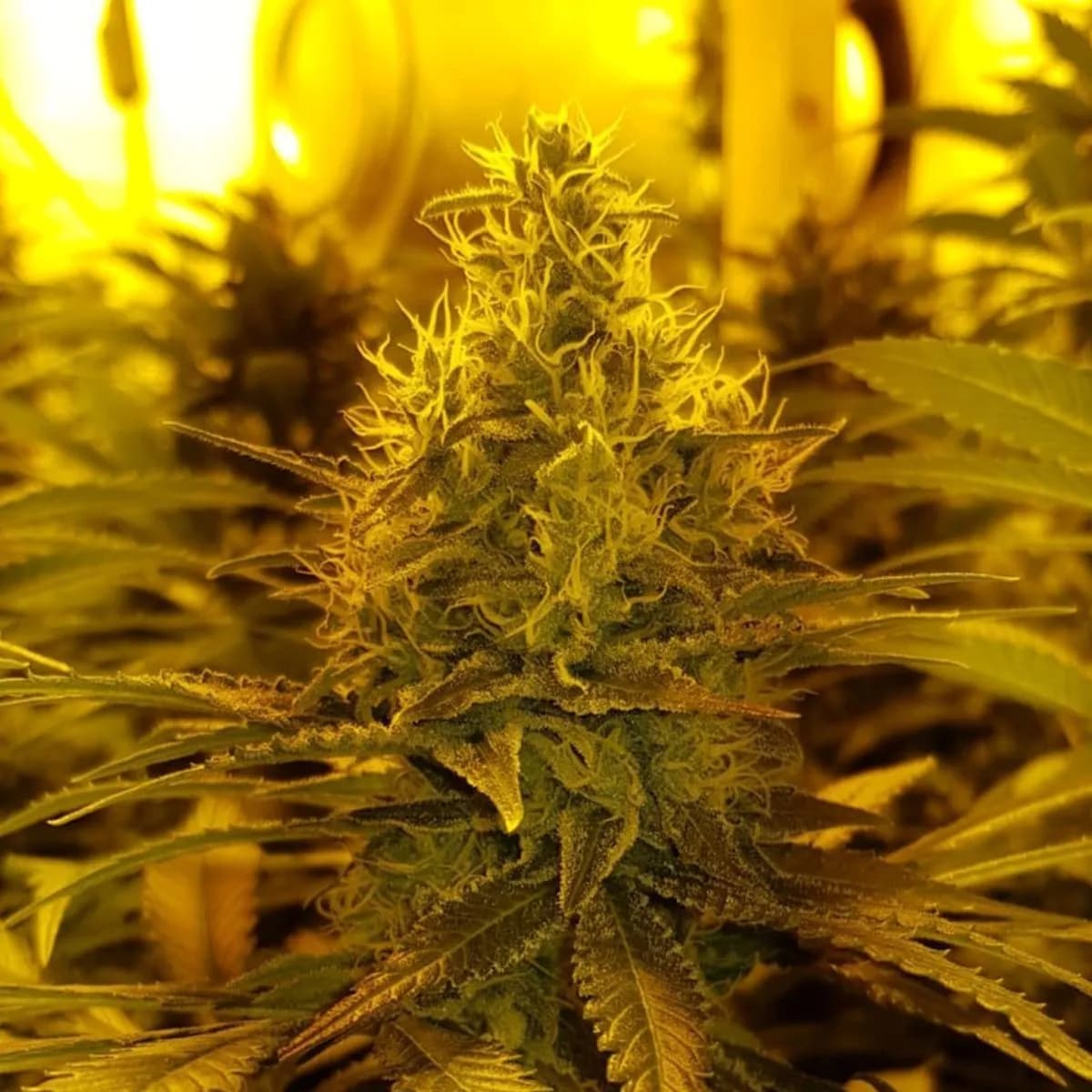 Amnesia Haze