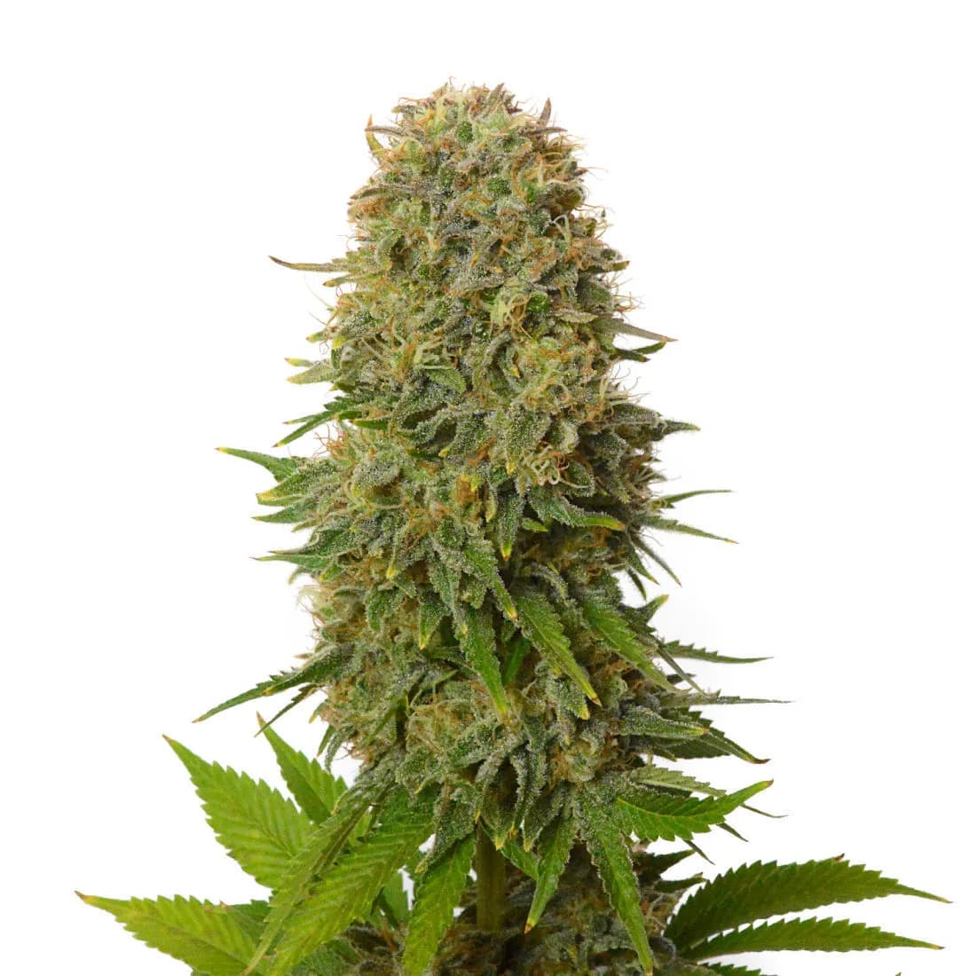 Amnesia Haze